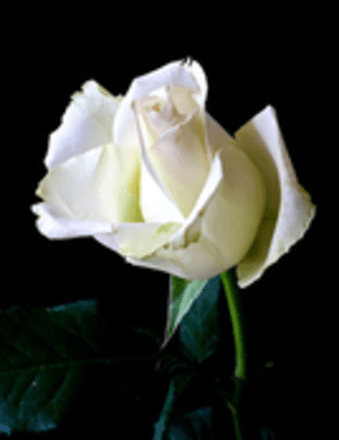 Jean Thompson (nee Moore) Obituary
